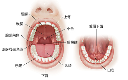 顯示正常解剖結構的張口前視圖。